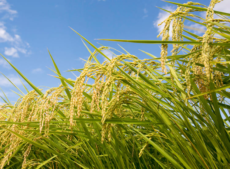 ファインバブル活用 環境