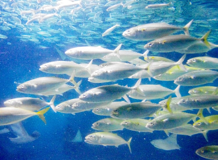 ファインバブル活用 環境