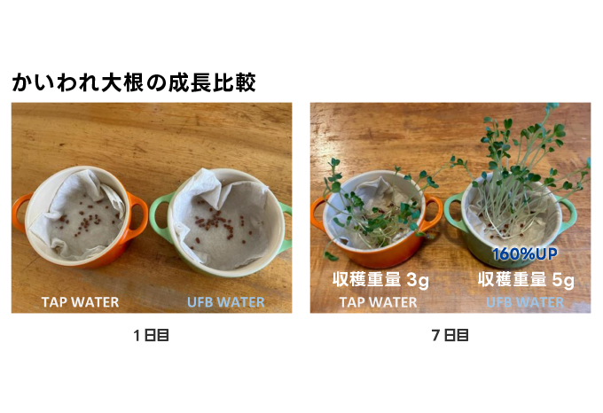 かいわれ大根の成長比較実験