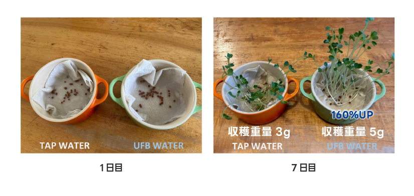 かいわれ大根の成長比較